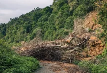 Pelestarian Hutan Bantu Kurangi Risiko Longsor