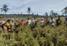 Panen Padi di Sawah Forua Capai Produktivitas 6,05 Ton/Hektare