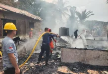 Si Jago Merah Beraksi di Dusun II Desa Mudik, Kerumunan Warga Jadi Tantangan