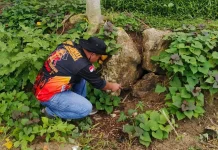 Personil Damkarmat Telusuri Ular Sanca di Area Breakwater Taman Ya'ahowu