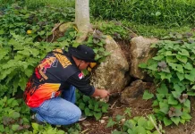 Damkarmat Gunungsitoli Sigap Respons Laporan Kemunculan Ular Sanca