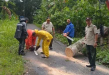 TRC BPBD Kota Gunungsitoli Tangani Pohon Tumbang akibat Cuaca Buruk
