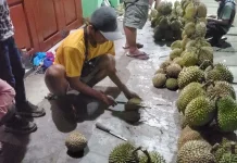 Komoditas Penyumbang Inflasi dan Deflasi di Kota Gunungsitoli, termasuk Durian