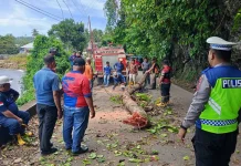 Penebangan Pohon Rawan Tumbang, Gerak Cepat Cegah Potensi Bencana
