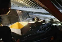 Penyelamatan Induk dan Anak Kucing di Kelurahan Ilir