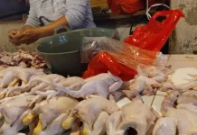 Kebutuhan Dapur MBG Nias Utara Capai 250 Kg Ayam per Hari, DPRD Sebut Peluang Emas