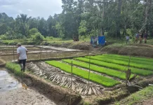 DKPP Intensifikasi Pertanian di Desa Balodano, Mandrehe Utara