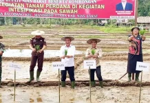 Pemkab Nias Barat Targetkan Produksi Padi Meningkat