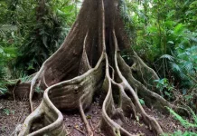 Mengenal Fungsi dari Akar Pohon Besar