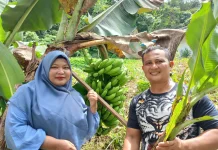 Budidaya Pisang Cavendish di Desa Dahana Kota Gunungsitoli