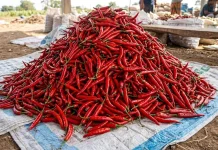Cabai Merah Menyumbang Andil Deflasi di kota Gunungsitoli pada Agustus 2026