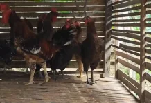 Beternak Ayam Elba, Jenis Ayam Petelur yang Produktif