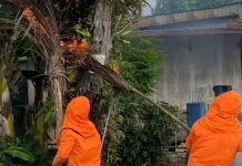 Damkarmat Kota Gunungsitoli Evakuasi Sarang Tawon yang Ancam Warga