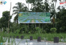 Konsistensi Kelompok Tani Tuhegeo, dari Jagung Kini Cabai dan Padi