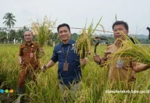BPS dan Dinas Pertanian Nias Utara Gelar Ubinan Bersama di Alasa, Hasilkan 5,18 Ton/Ha