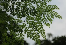 Jangan Masak Daun Kelor Terlalu Lama, Ini Risiko yang Perlu Diketahui