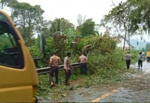 Hujan Deras, Pohon Tumbang Tutup Jalan di Idanogawo