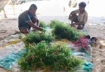 Budidaya Rumput laut di Desa Balefadorotuho, Nias Utara Wujud Kemandirian Ekonomi