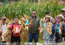 Pemko Gunungsitoli dan Gerakan Pramuka Panen Jagung Bersama
