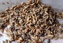 Tips Memelihara Magot, Ternak Kecil Untung Besar
