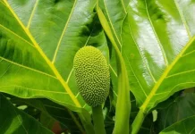 Rahasia Daun Sukun, Obat Alami dari Pekarangan
