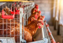 Tips Pelihara Ayam Petelur tanpa Pencemaran Lingkungan