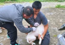 Pemkab Nias Barat Gelar Vaksinasi Rabies Serentak