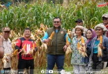 Wali Kota Panen Jagung, Pramuka Gunungsitoli Dukung Ketahanan Pangan