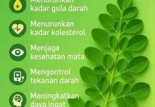 Manfaat Daun Kelor untuk Kesehatan Tubuh Kita