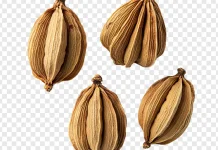 Kapulaga Termasuk Rempah Khas Indonesia