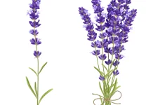 Lavender meredakan kecemasan