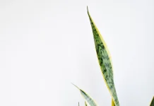 Lidah mertua (Sansevieria)