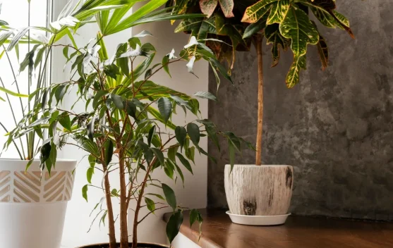 Tanaman Hias Membawa Hoki? Mitos atau Fakta?