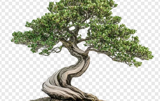 Mengapa Tanaman Bonsai di Jual Mahal?