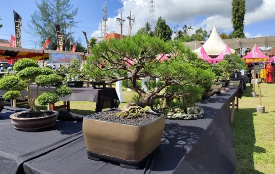 Merawat Bonsai, Seni Kesabaran di tengah Kesibukan