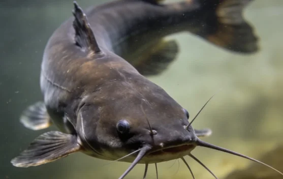 Ikan Lele Baik Dikonsumsi Anak-Anak? Ini Penjelasannya
