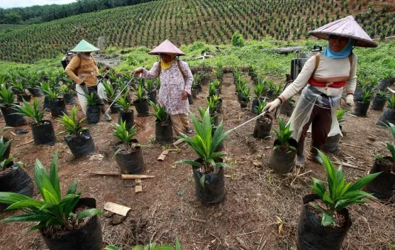 Cara Budidaya Kelapa Sawit yang Benar