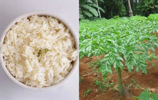 Manfaat Nasi Porang Sebagai Alternatif Pengganti Nasi