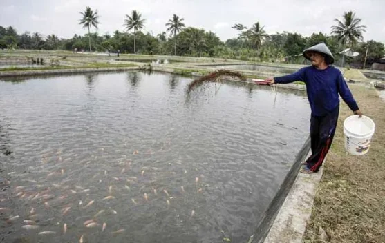 Konsumsi Ikan Air Tawar: Gizi Lokal, Harga Sahabat di Kantong