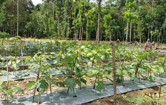 Kisah Petani Mengelola Lahan 5 Hektar: Merawat Durian, Memanen Sayuran