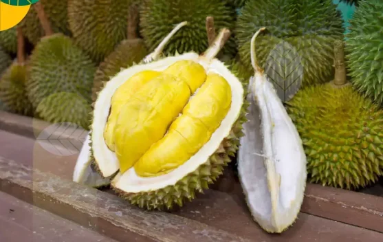 Berikut Tips Mendapatkan Durian Besar dan Manis