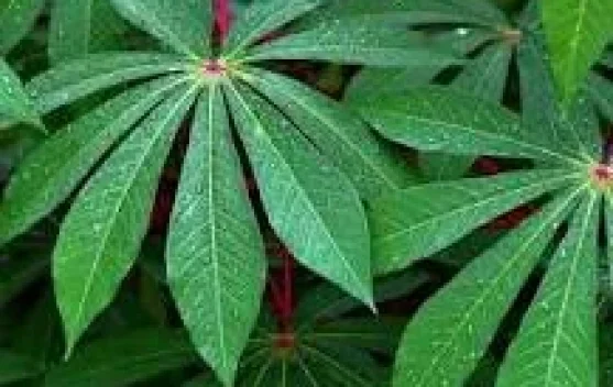 Manfaat Daun Singkong dan Cara Mengolahnya