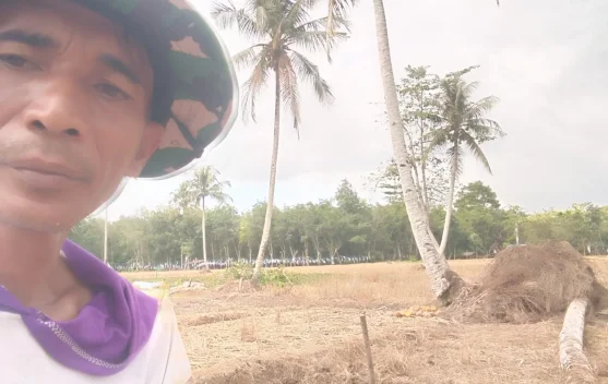 Atasi Keterbatasan Irigasi, Petani Tuhemberua Terapkan Metode tanpa Olah Tanah