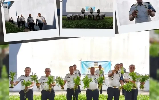 Program Budidaya Tanaman Kangkung Berbuah Panen Raya di Lapas Gunungsitoli
