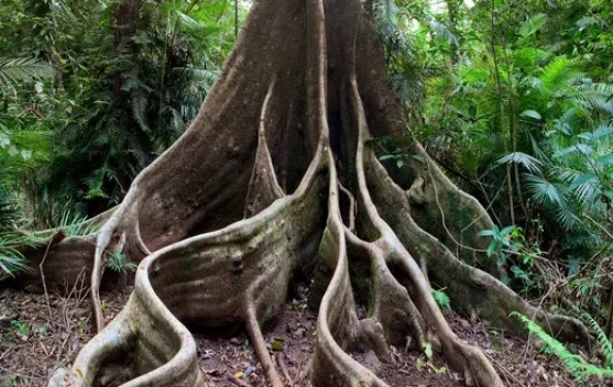 Mengenal Fungsi dari Akar Pohon Besar