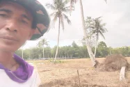 Atasi Keterbatasan Irigasi, Petani Tuhemberua Terapkan Metode tanpa Olah Tanah