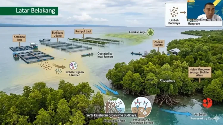 Riset BRIN Ungkap Mangrove Jadi Biofilter Alami, Solusi Tekan Limbah Budidaya Laut
