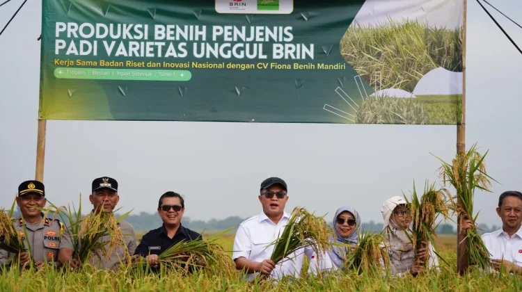 Teknologi Nuklir Dorong Swasembada, BRIN Panen Perdana Padi Varietas Unggul