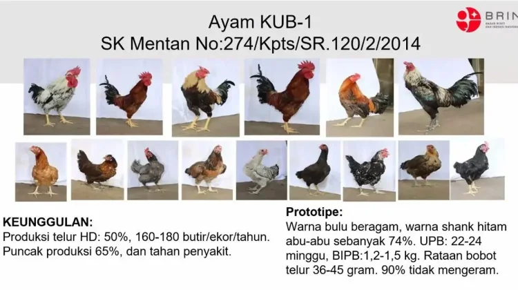 Dukung Kemandirian Pangan, BRIN Dorong Pengembangan GPS Ayam Lokal