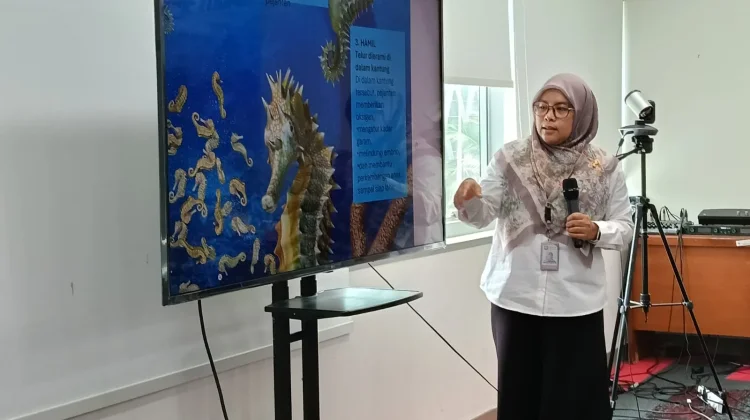 13 Spesies Kuda Laut, Hadapi Ancaman Perdagangan hingga Kerusakan Habitat